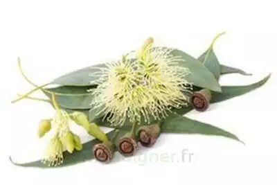 Eucalyptus Feuilles 100 Gr à MARIGNANE